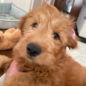 Meet your Posher, Jesse